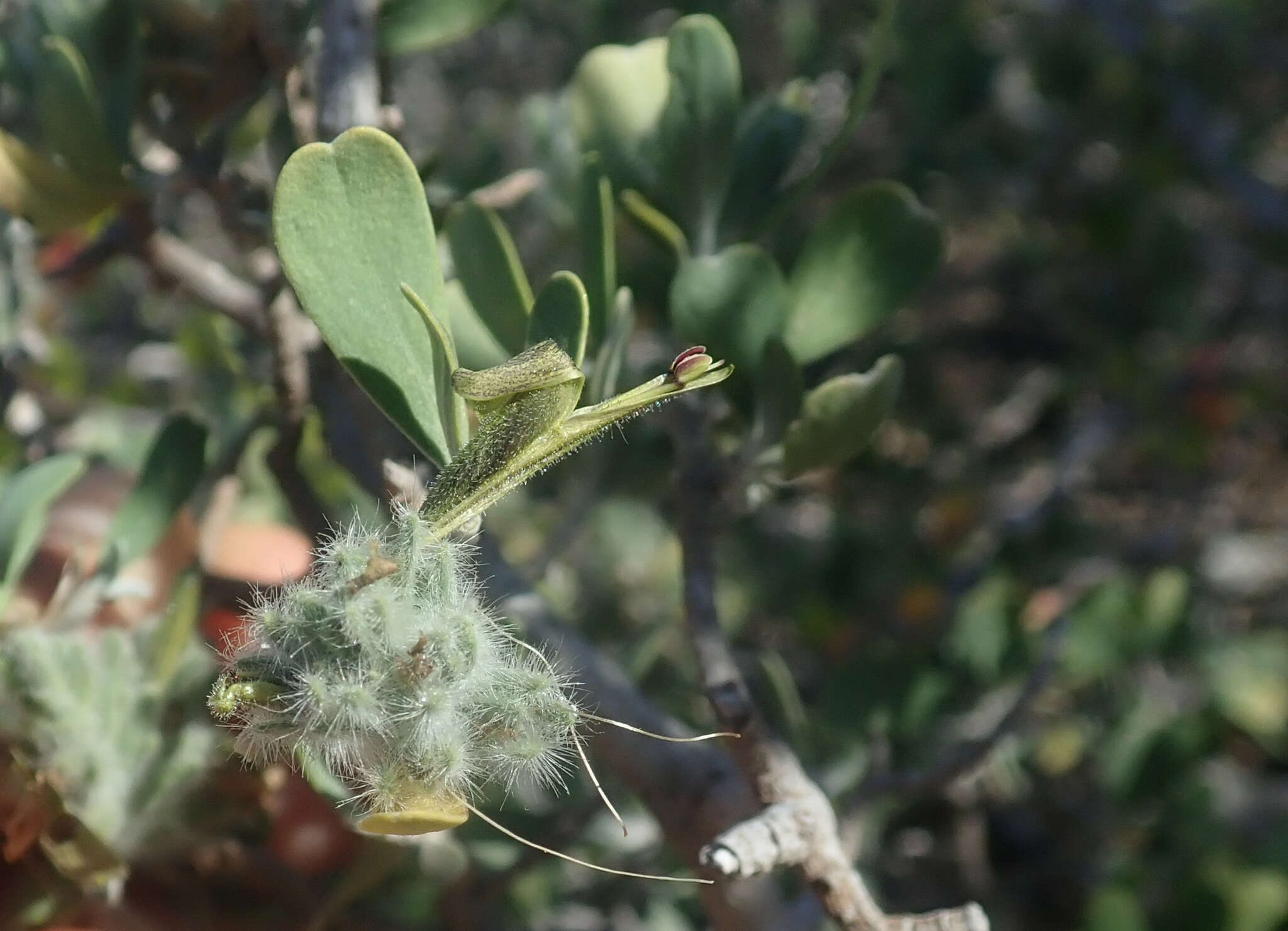 Image of Hypoestes chlorotricha (Boj. ex Nees) Benoist