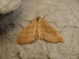 Idaea ochrata Scopoli 1763 resmi