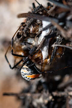 Image of Latrodectus indistinctus O. Pickard-Cambridge 1904