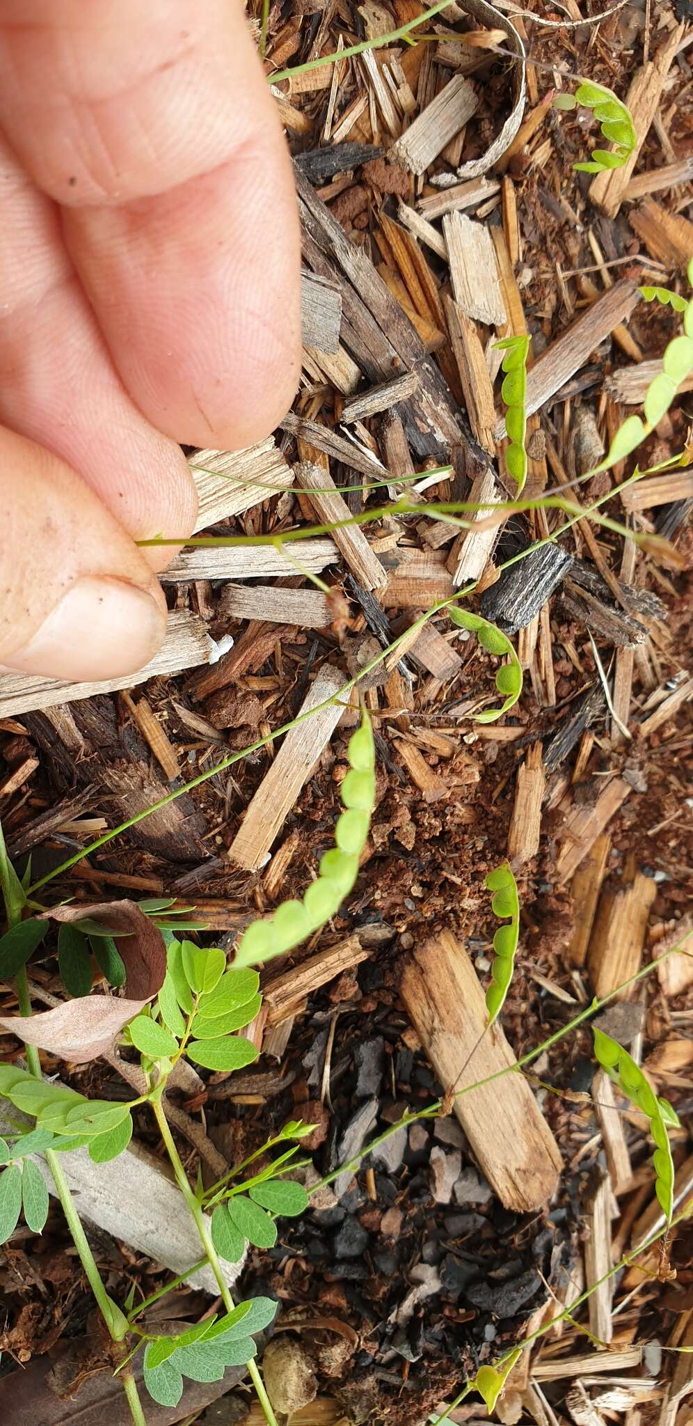 Imagem de Aeschynomene brevifolia Poir.