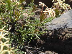 Image de Glandularia macrosperma (Speg.) Tronc.