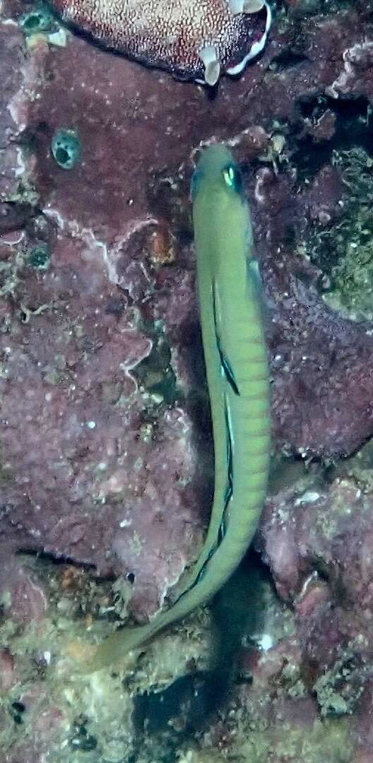 Image of Chinese zebra goby