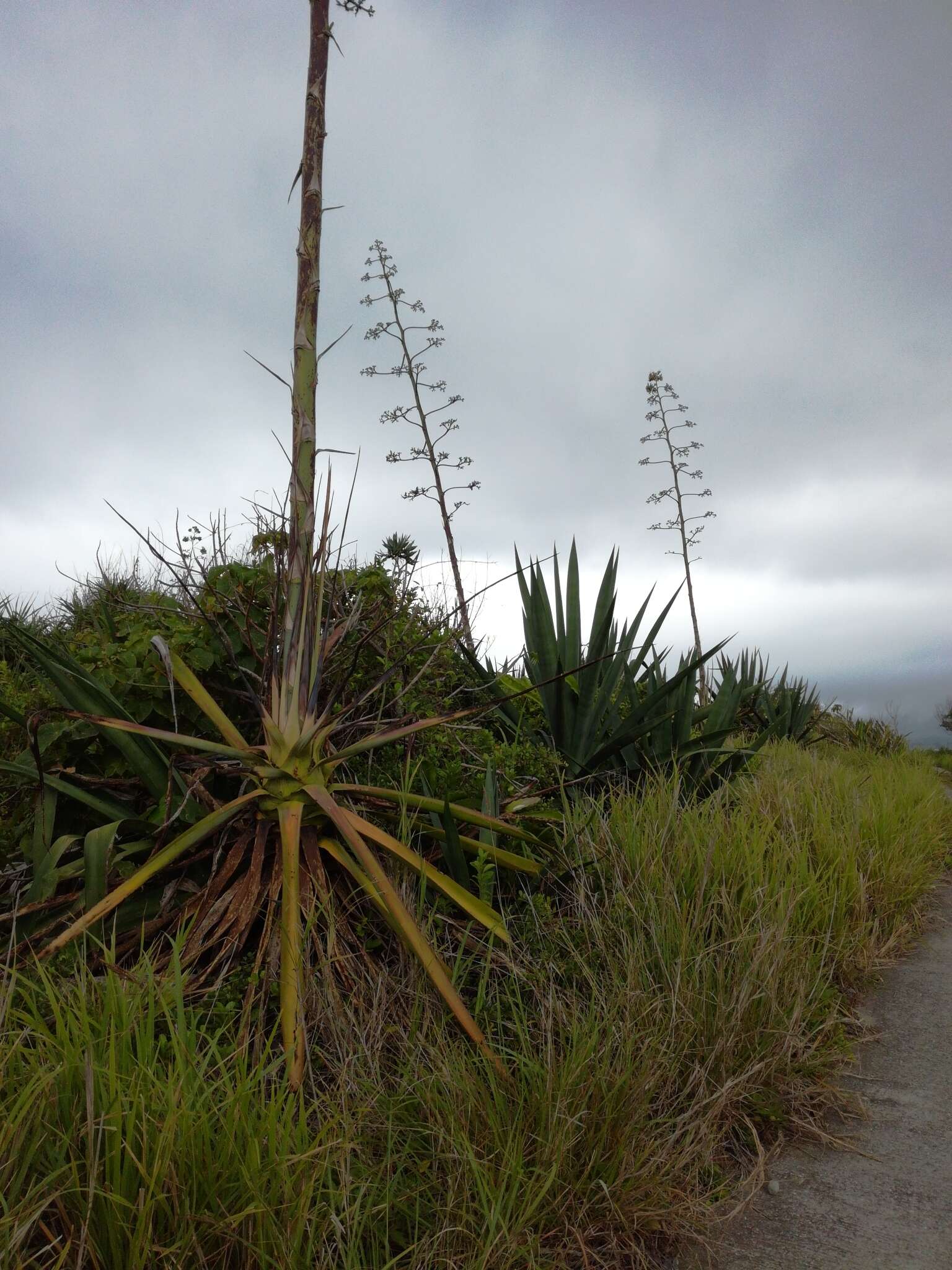 Plancia ëd Agave sisalana Perrine