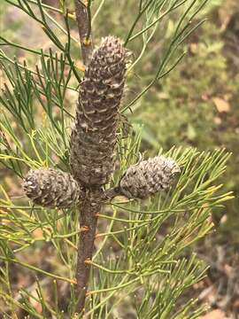 Imagem de Petrophile pulchella (Schrader & Wendl.) R. Br.