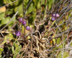 Imagem de Scaevola calendulacea (Kenn.) Druce