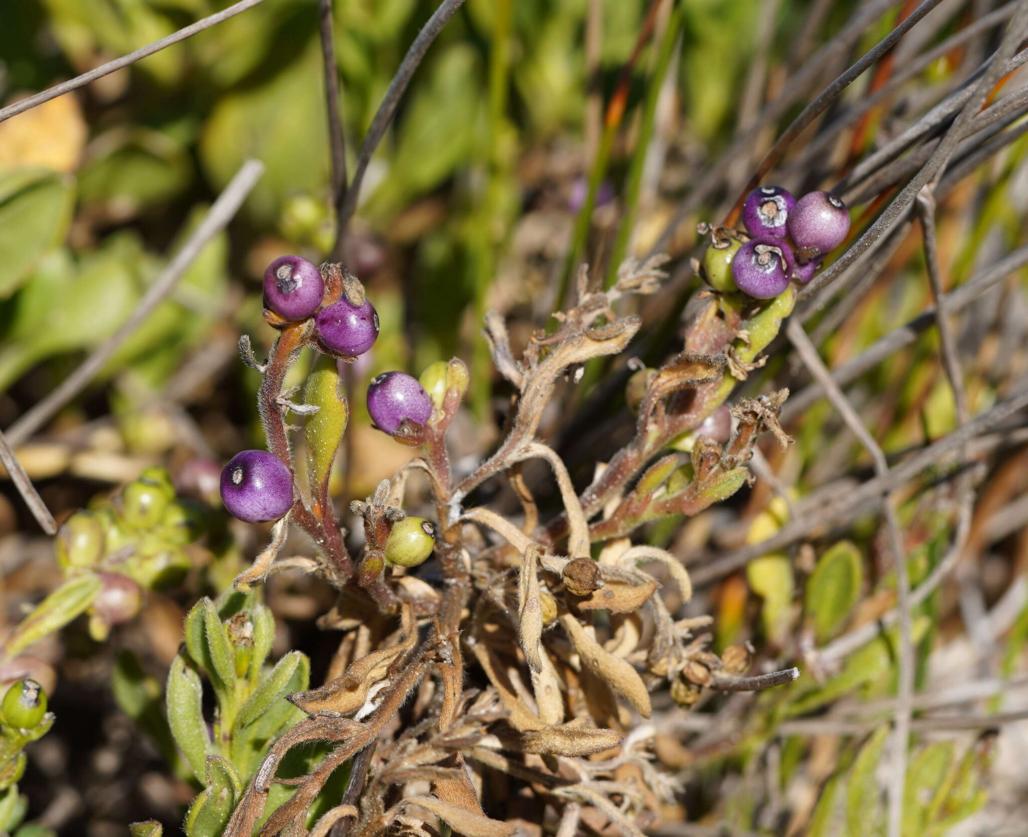 Imagem de Scaevola calendulacea (Kenn.) Druce