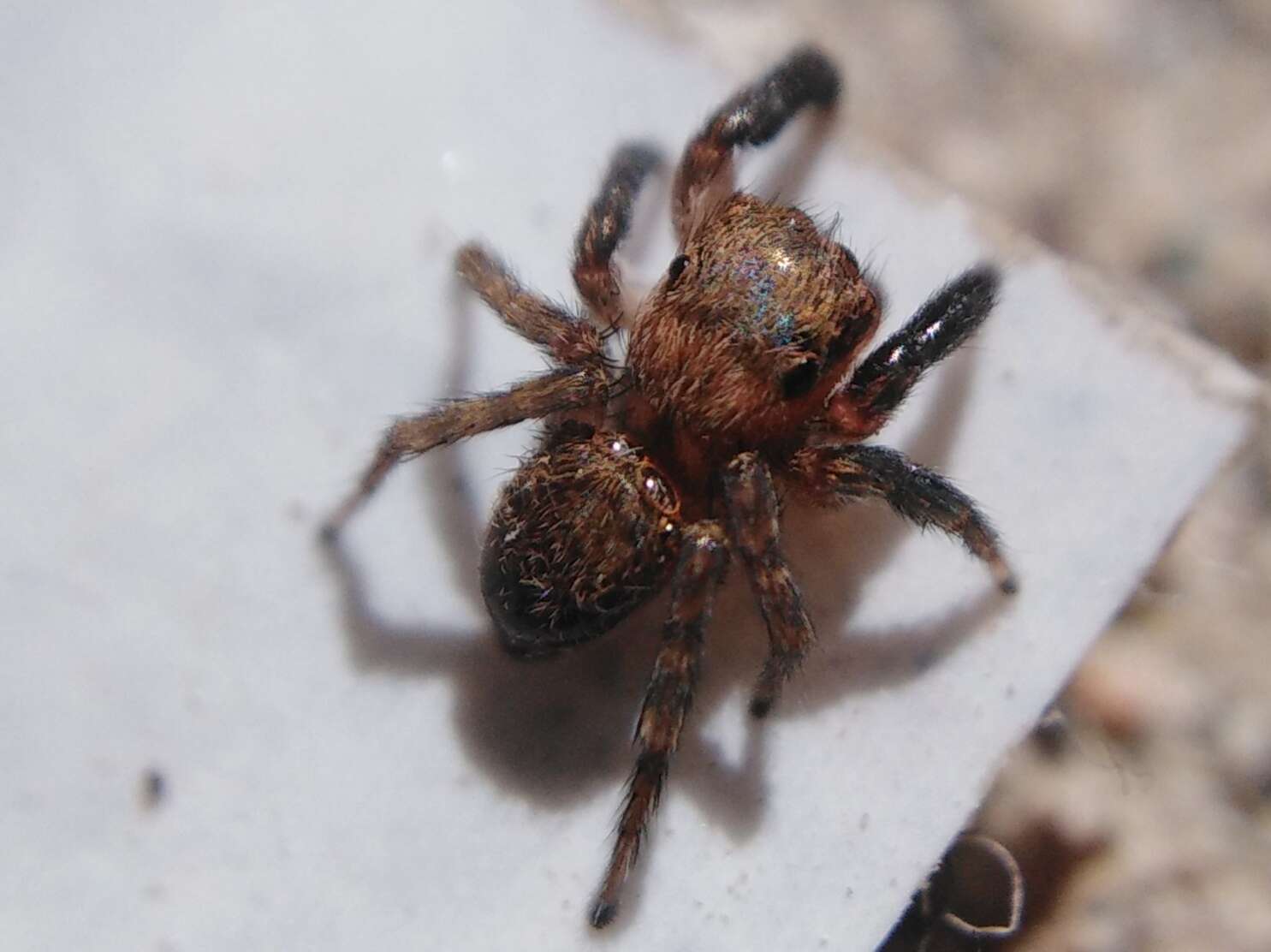 Image de Euophrys rufibarbis (Simon 1868)