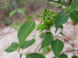 Imagem de Tabernaemontana coffeoides Boj. ex A. DC.