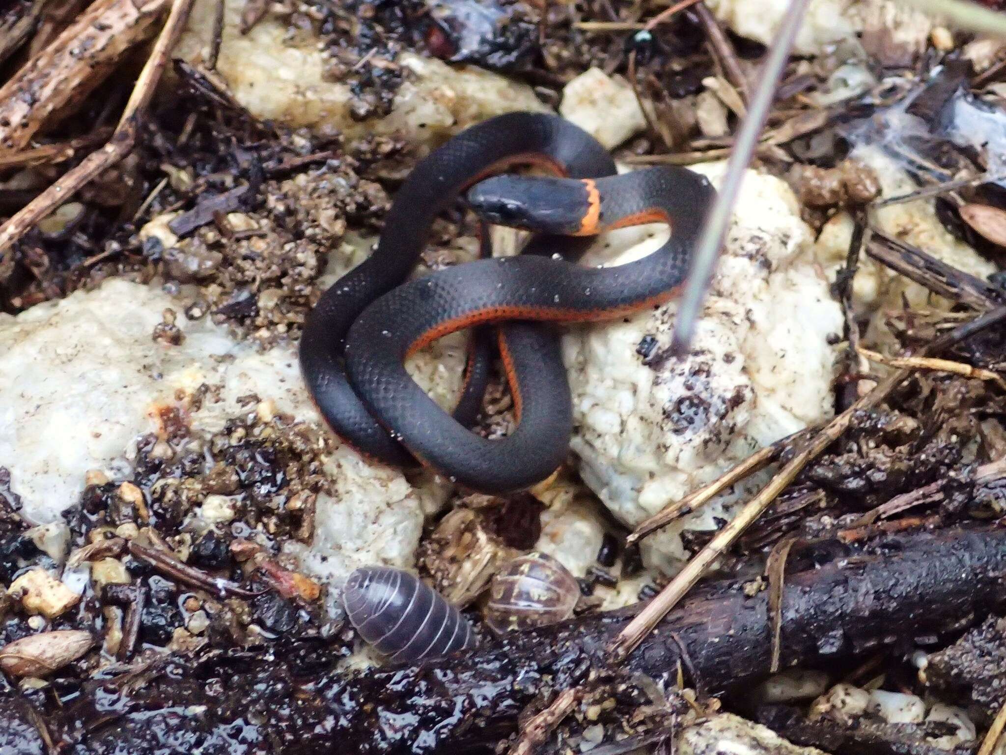 Image of Diadophis punctatus amabilis Baird & Girard 1853