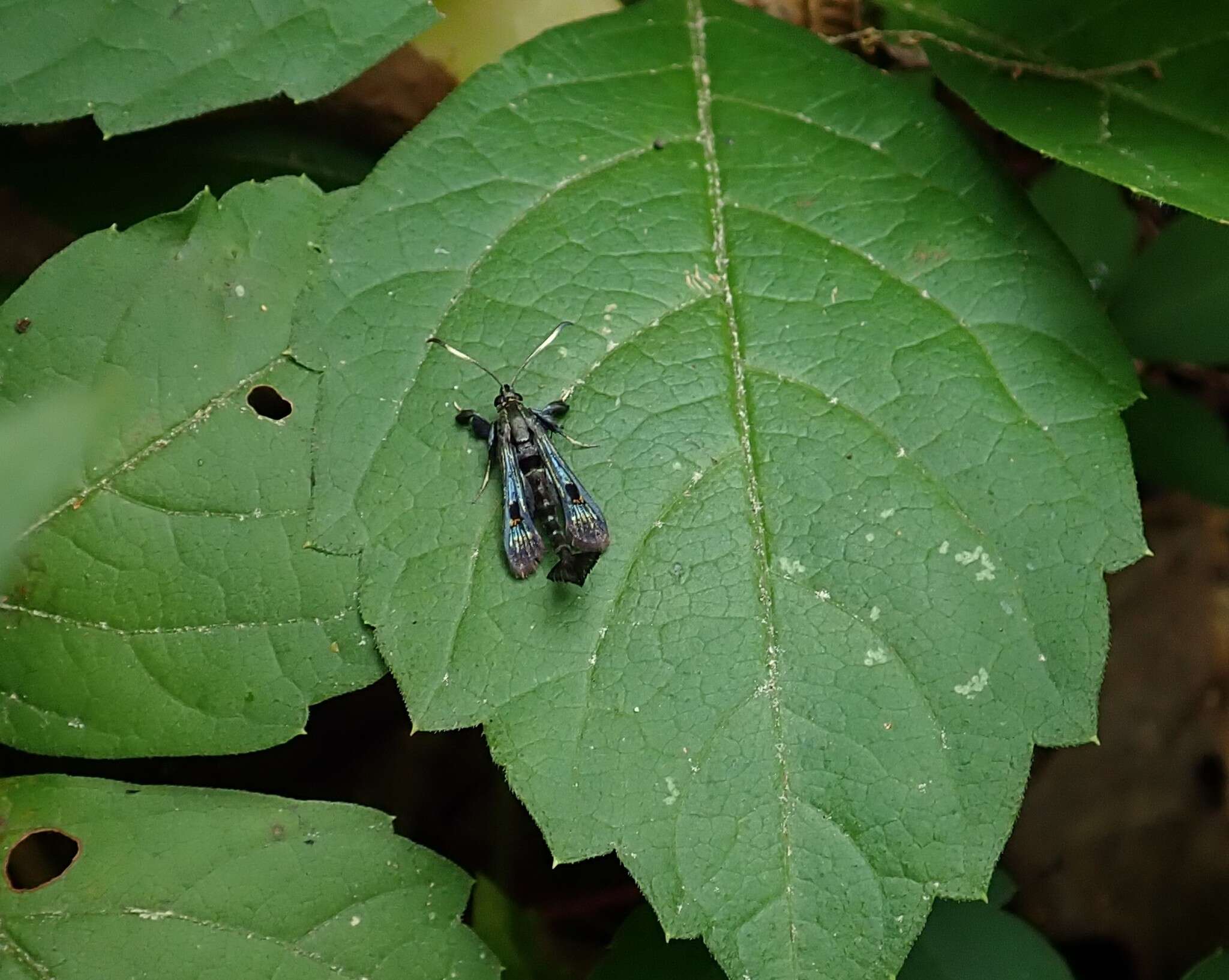 Image of Virginia Creeper Clearwing