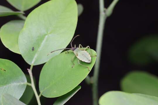 Imagem de Homoeocerus (Anacanthocoris) walkerianus Lethierry & Severin 1894