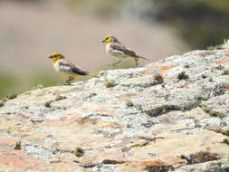 Image of Citron-headed Yellow Finch