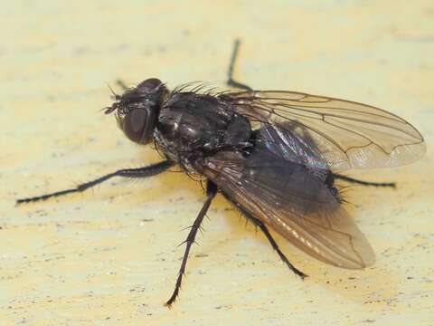 Image of Vagabund cluster fly