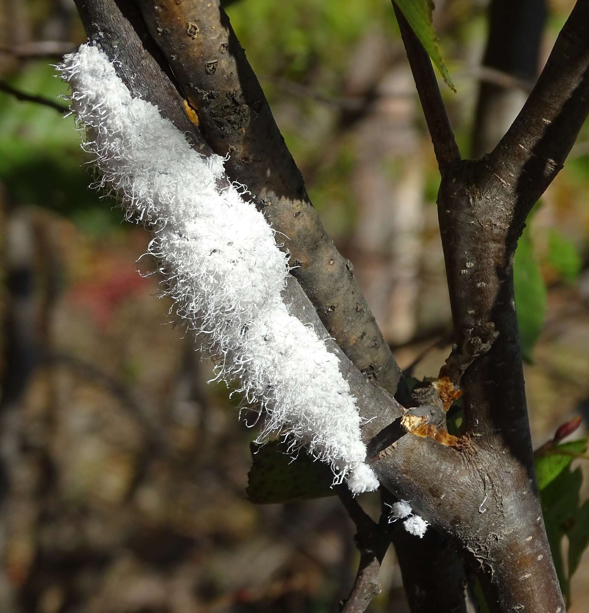 Image of Woolly Alder Aphid