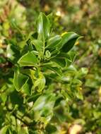 Image of Chrysojasminum odoratissimum (L.) Banfi