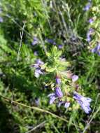 Sivun Salvia engelmannii A. Gray kuva