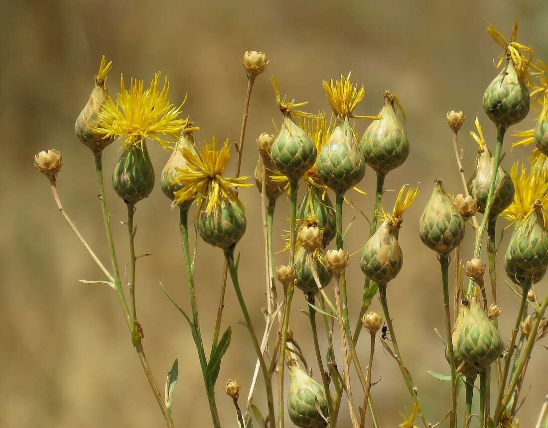 Image of Centaurea behen L.