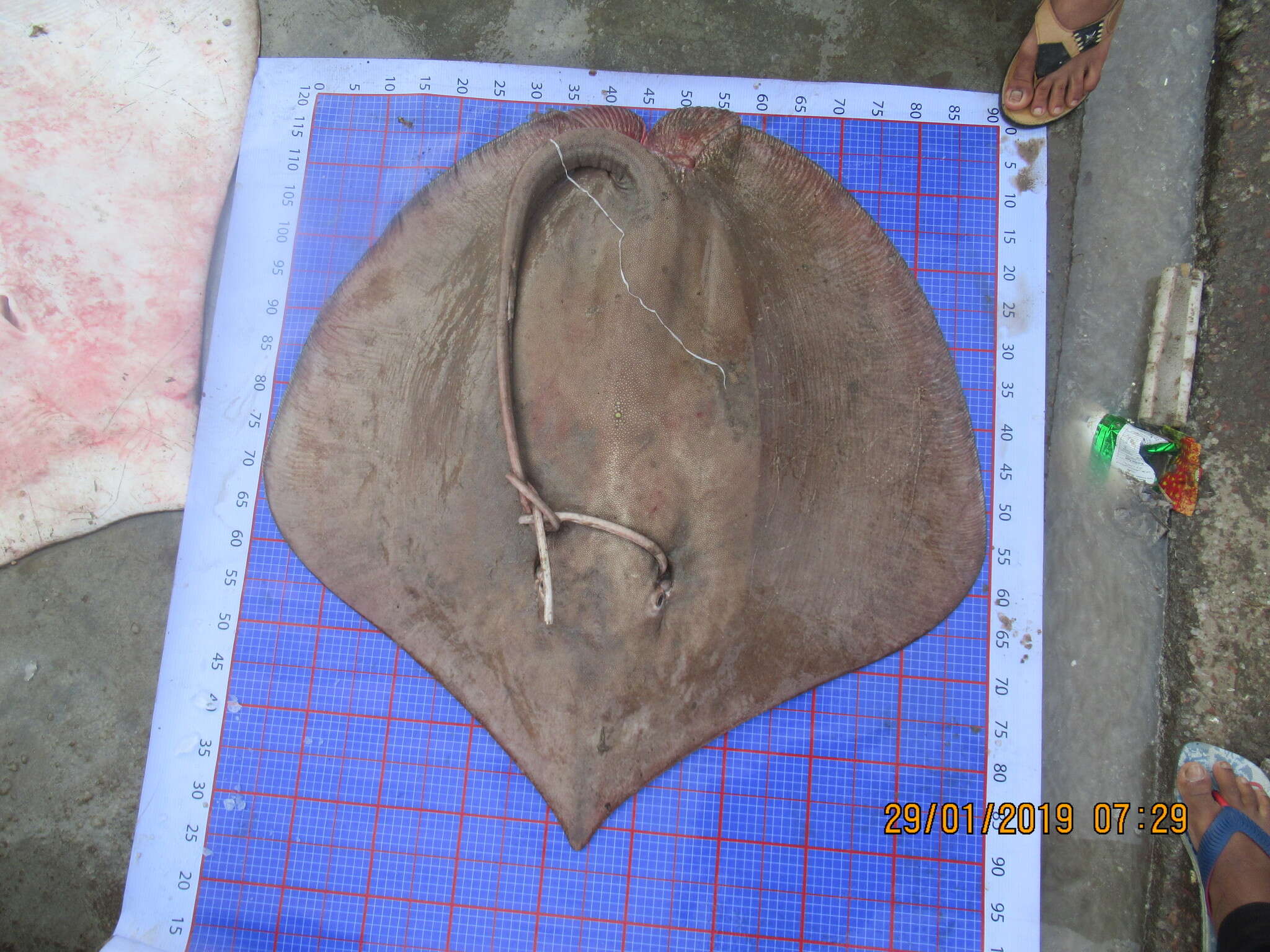 Image of Bleeker&#39;s whipray