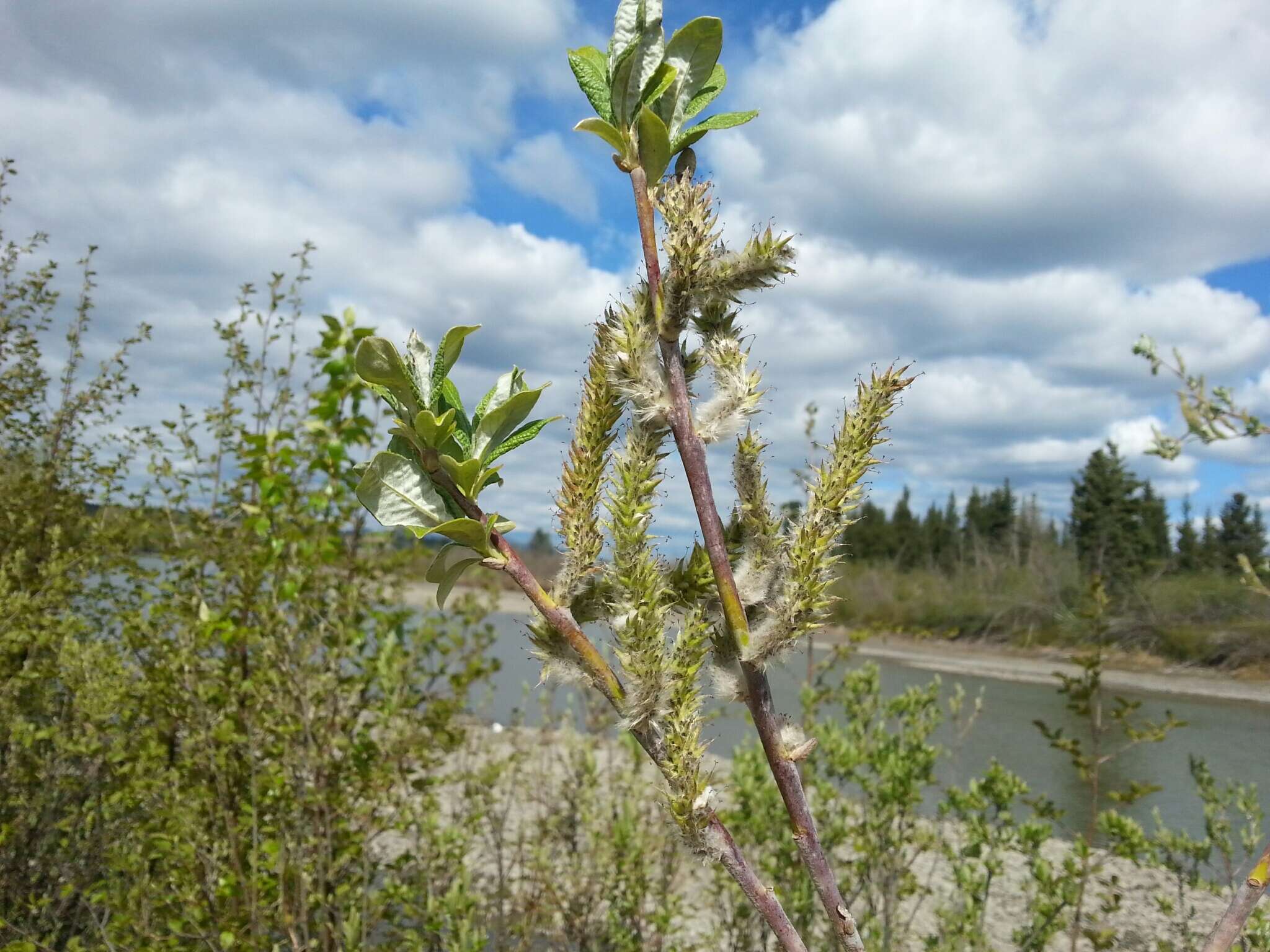 Image de Salix alaxensis (Anderss.) Coville