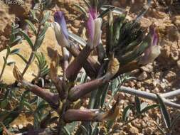 Image of Astragalus sanctus Boiss.