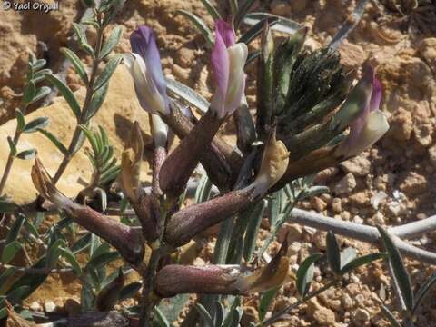 Image of Astragalus sanctus Boiss.