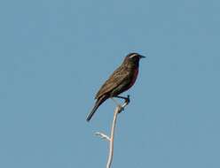 Image of White-browed Blackbird