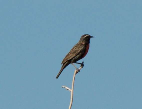 Image of White-browed Blackbird