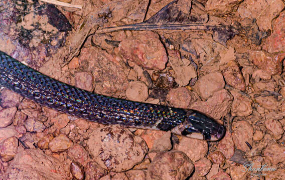 صورة <i>Calliophis nigrescens khandallensis</i>