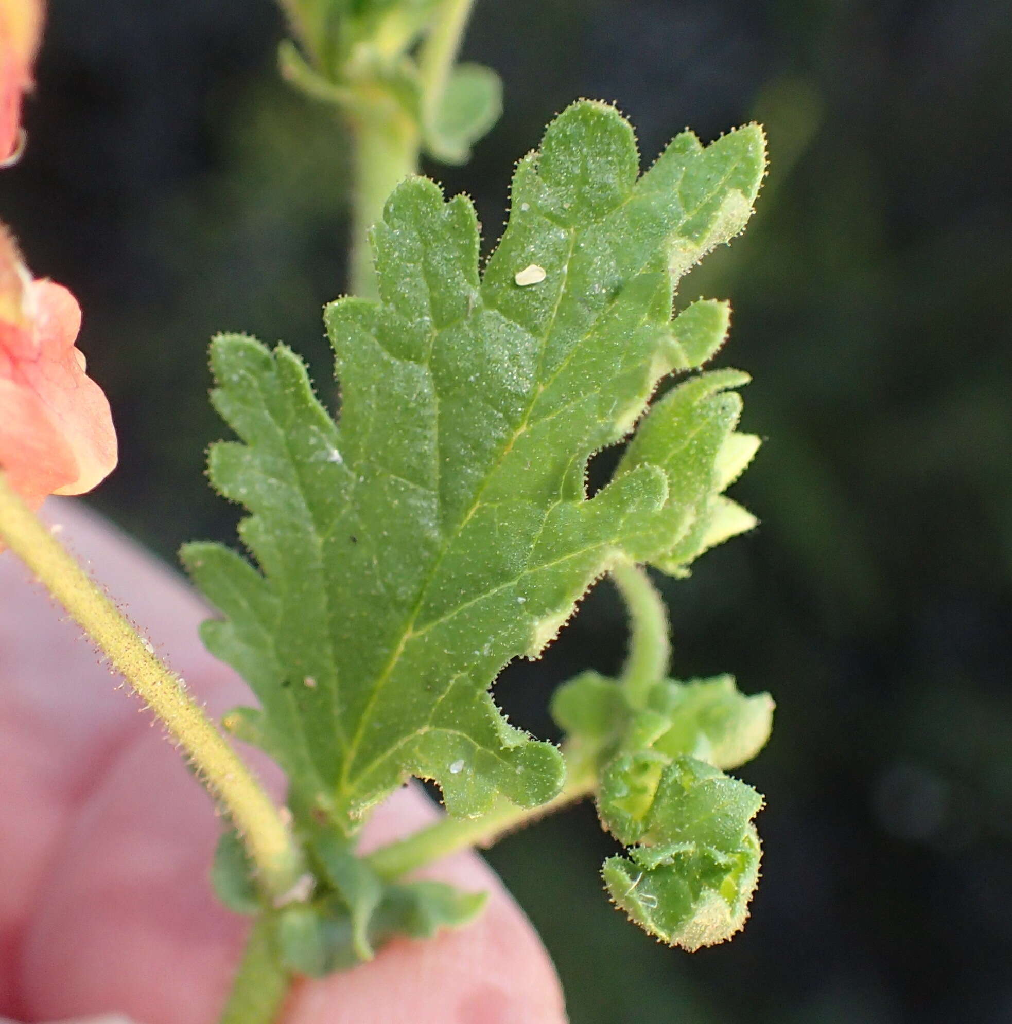 Image of Hermannia diffusa L. fil.