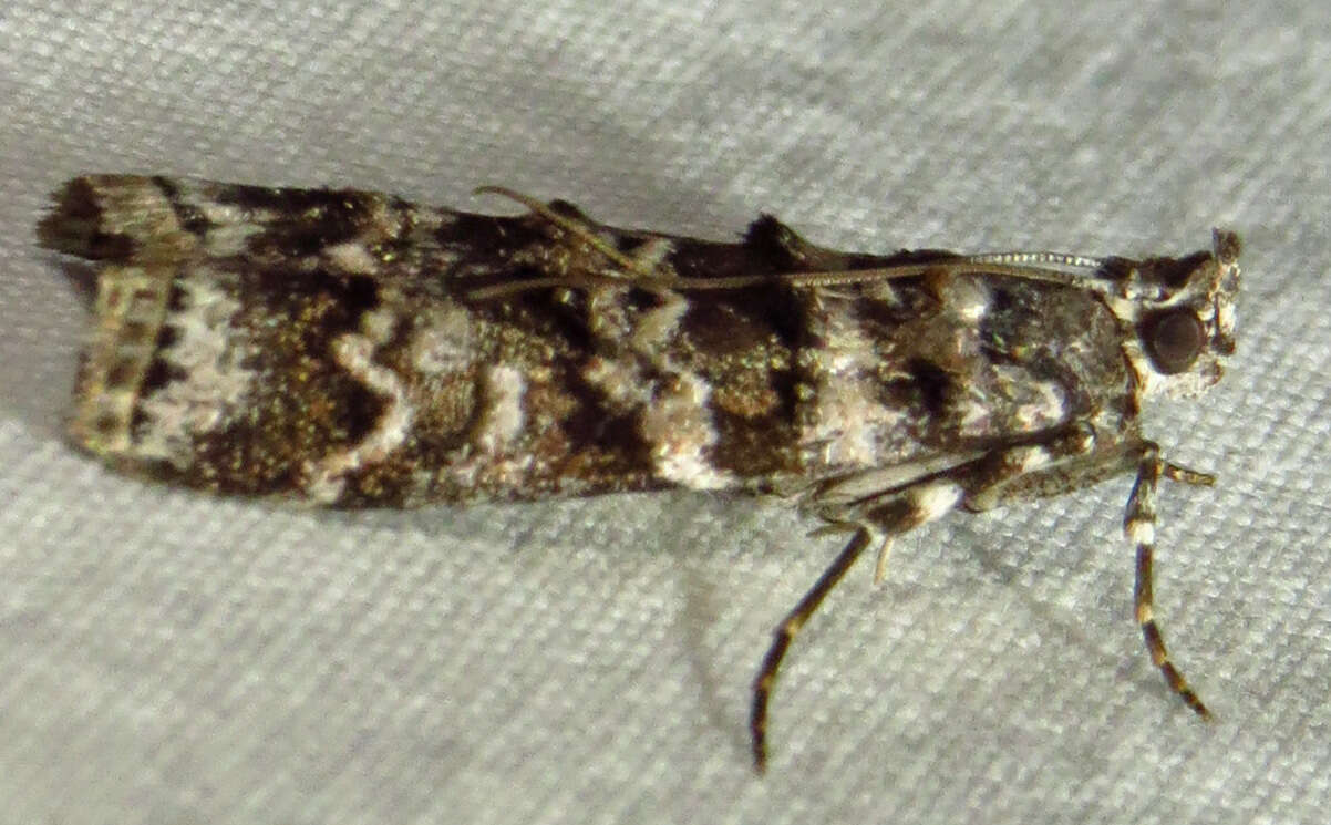 Image of Southern Pine Coneworm