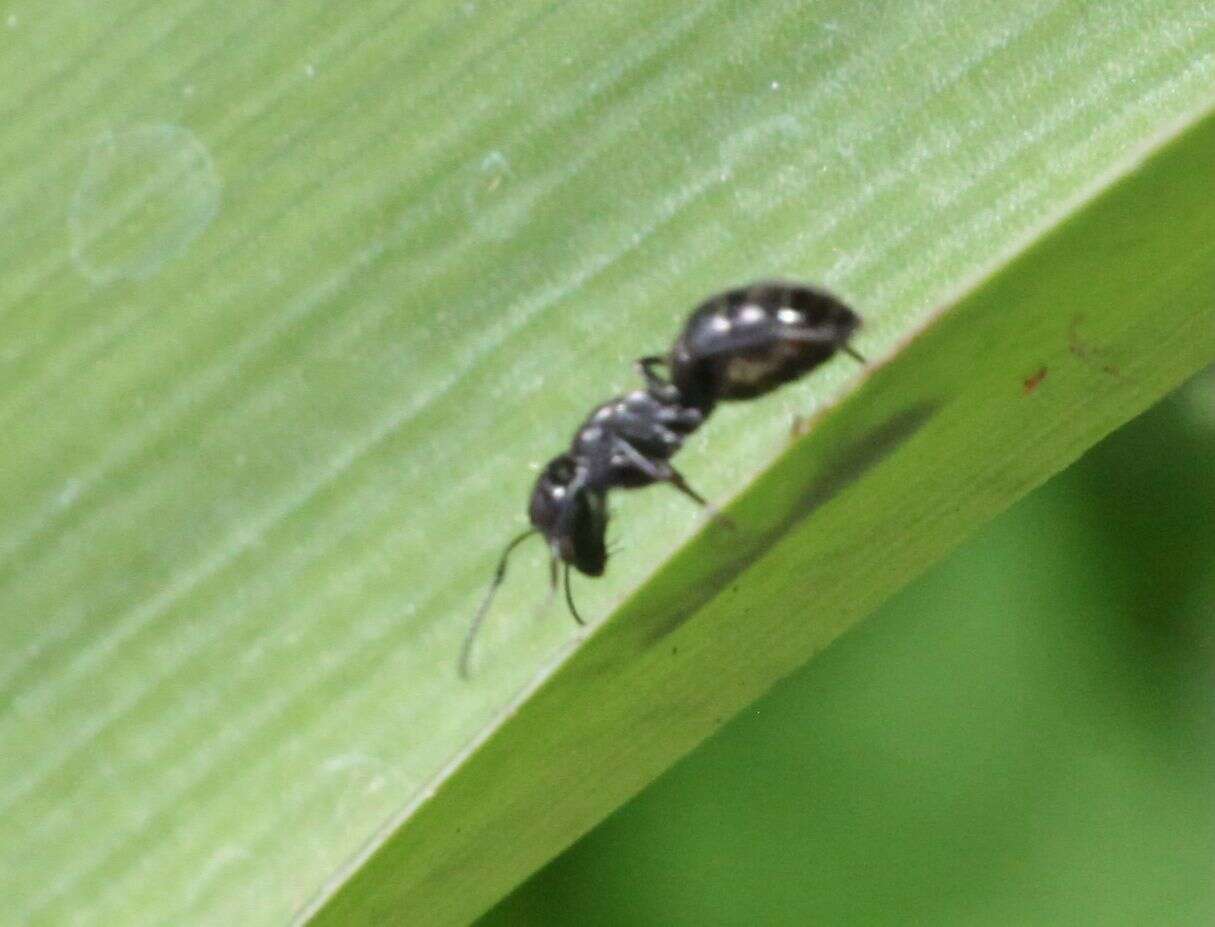 Image of Camponotus errabundus Arnold 1949