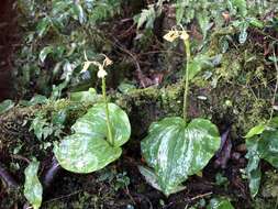 Imagem de Liparis cordifolia Hook. fil.