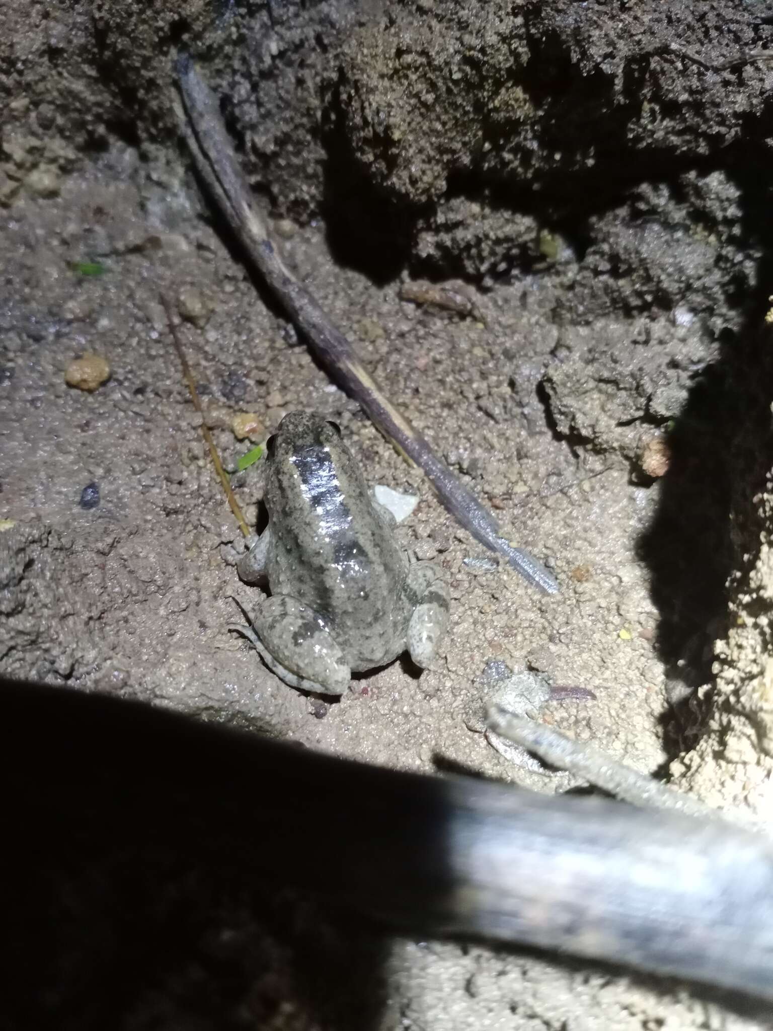 Image of Round-tongued Floating Frog