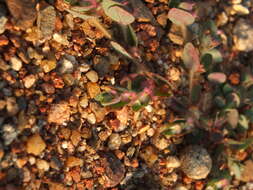 Image of Euphorbia cristata B. Heyne ex Roth