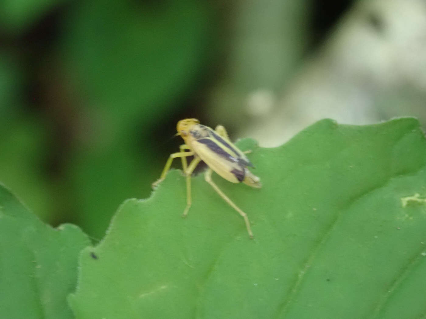 Image of Evacanthus bellaustralis Hamilton 1983