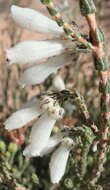 Image of Erica pectinifolia var. pectinifolia