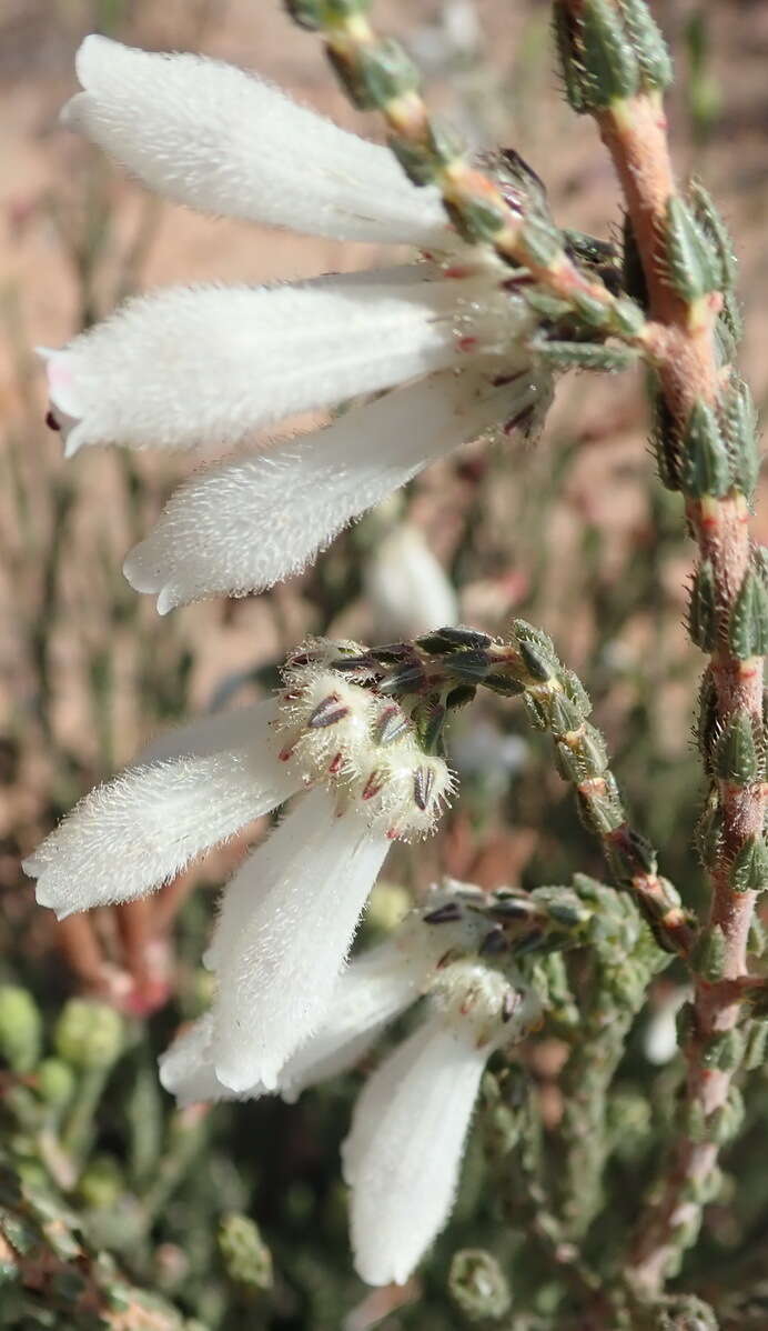 Image of Erica pectinifolia var. pectinifolia