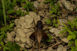 Teleogryllus (Brachyteleogryllus) occipitalis (Serville 1838) resmi