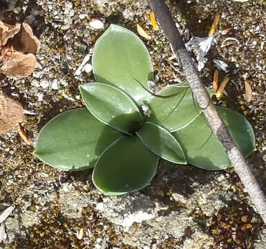 Image of Drimia ciliata (L. fil.) J. C. Manning & Goldblatt