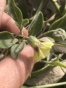 Image of smallflower groundcherry