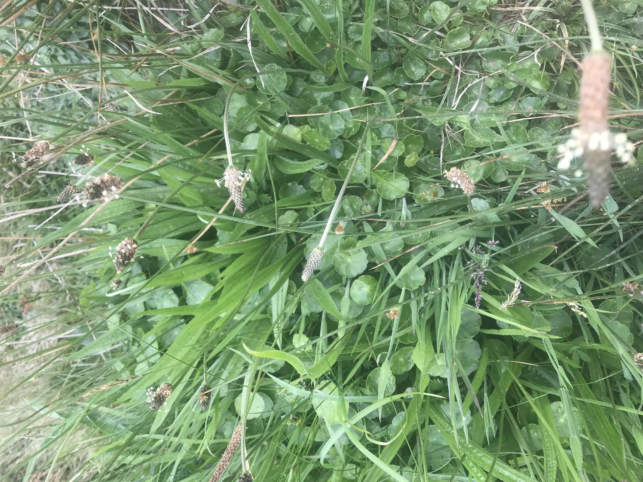 Image of Marsh Pennywort