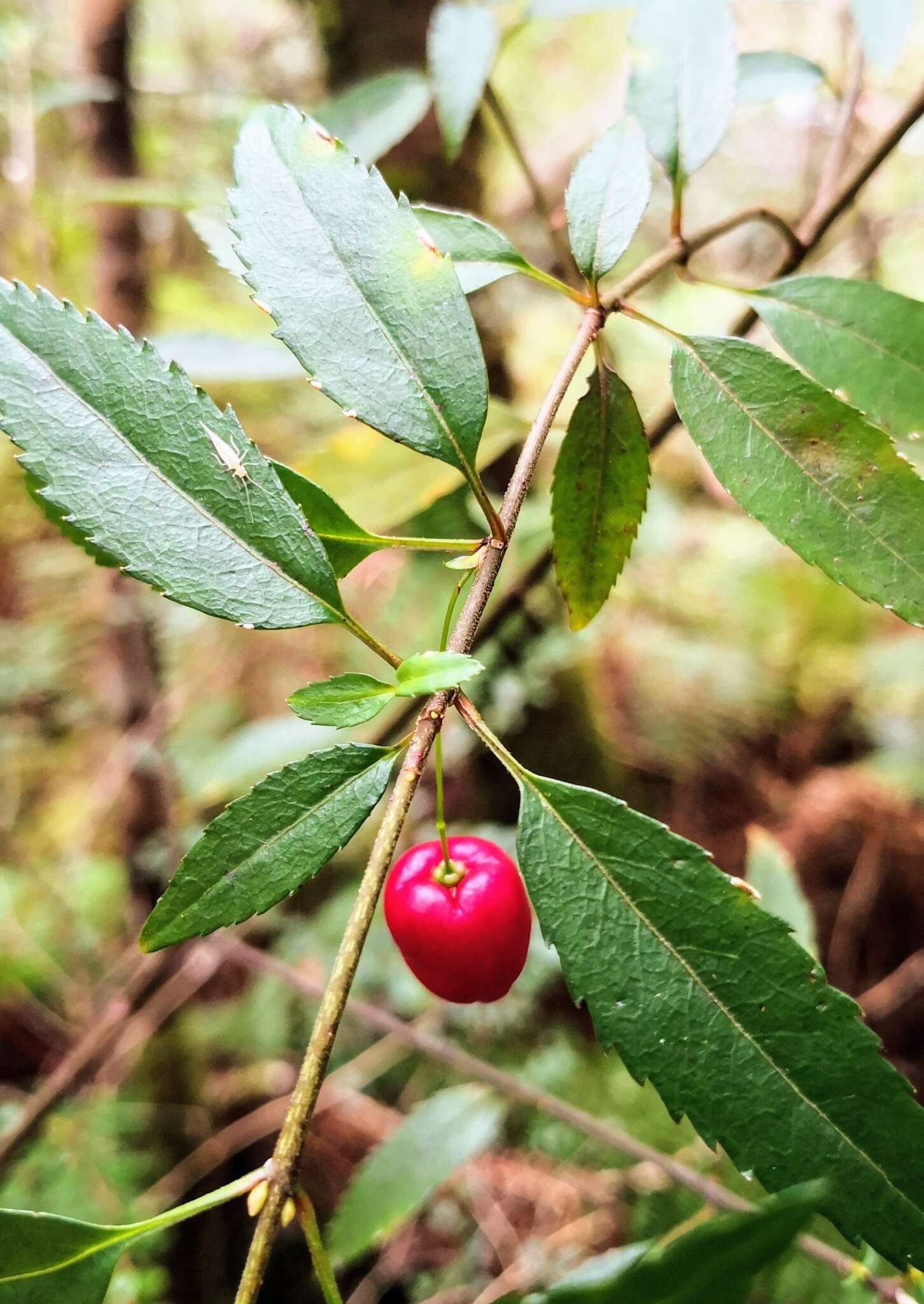 Image of Aristotelia peduncularis (Labill.) J. D. Hook.