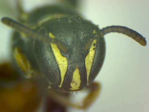 Imagem de Hylaeus royesi Raw 1984