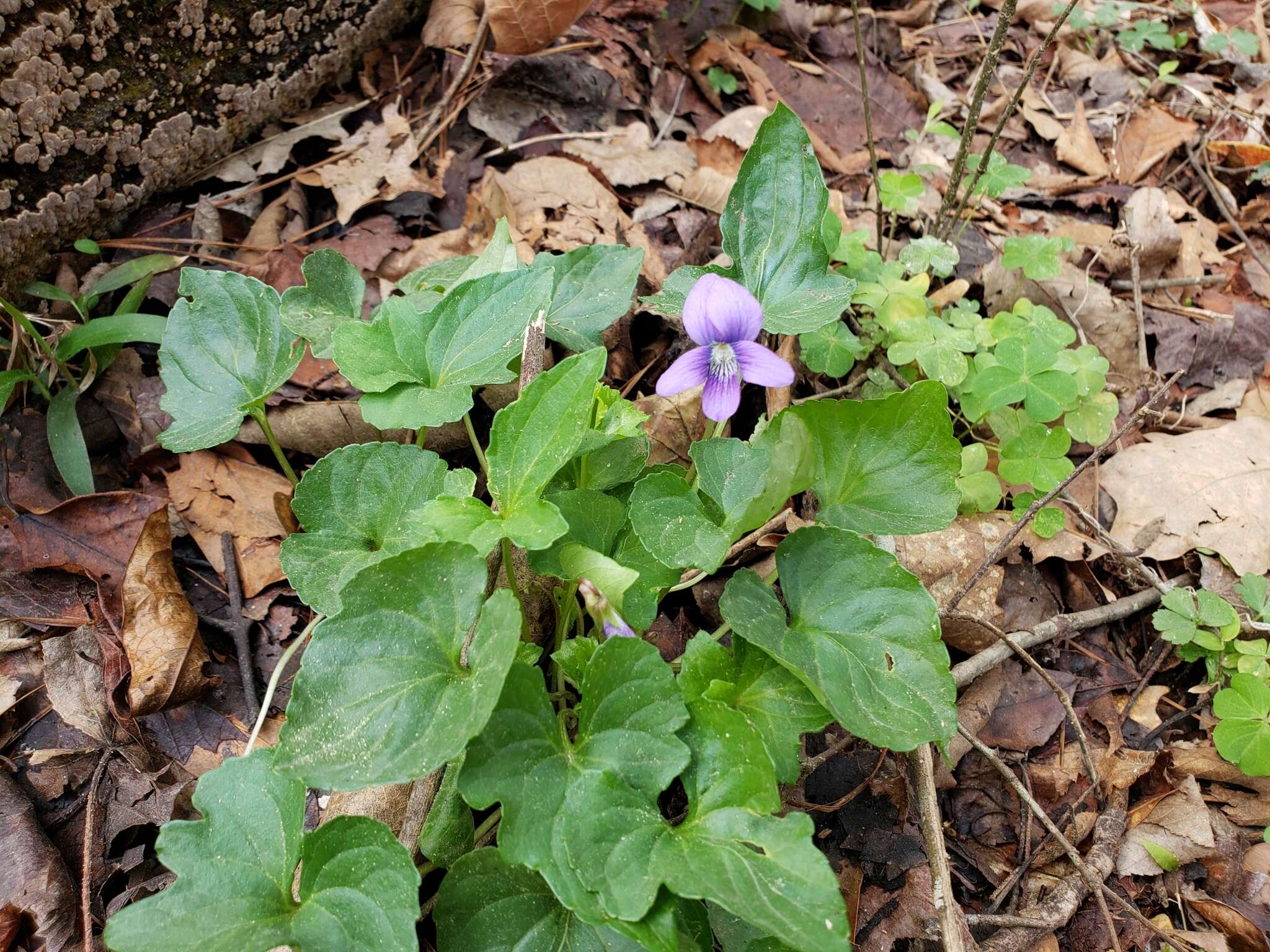 Viola edulis Spach resmi