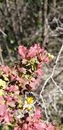 Image of Berberis actinacantha Mart. ex Schult. fil.