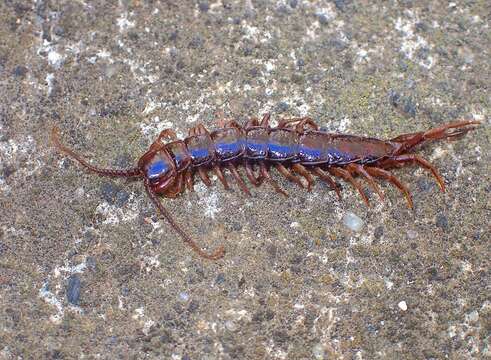 Image of Lithobius peregrinus Latzel 1880