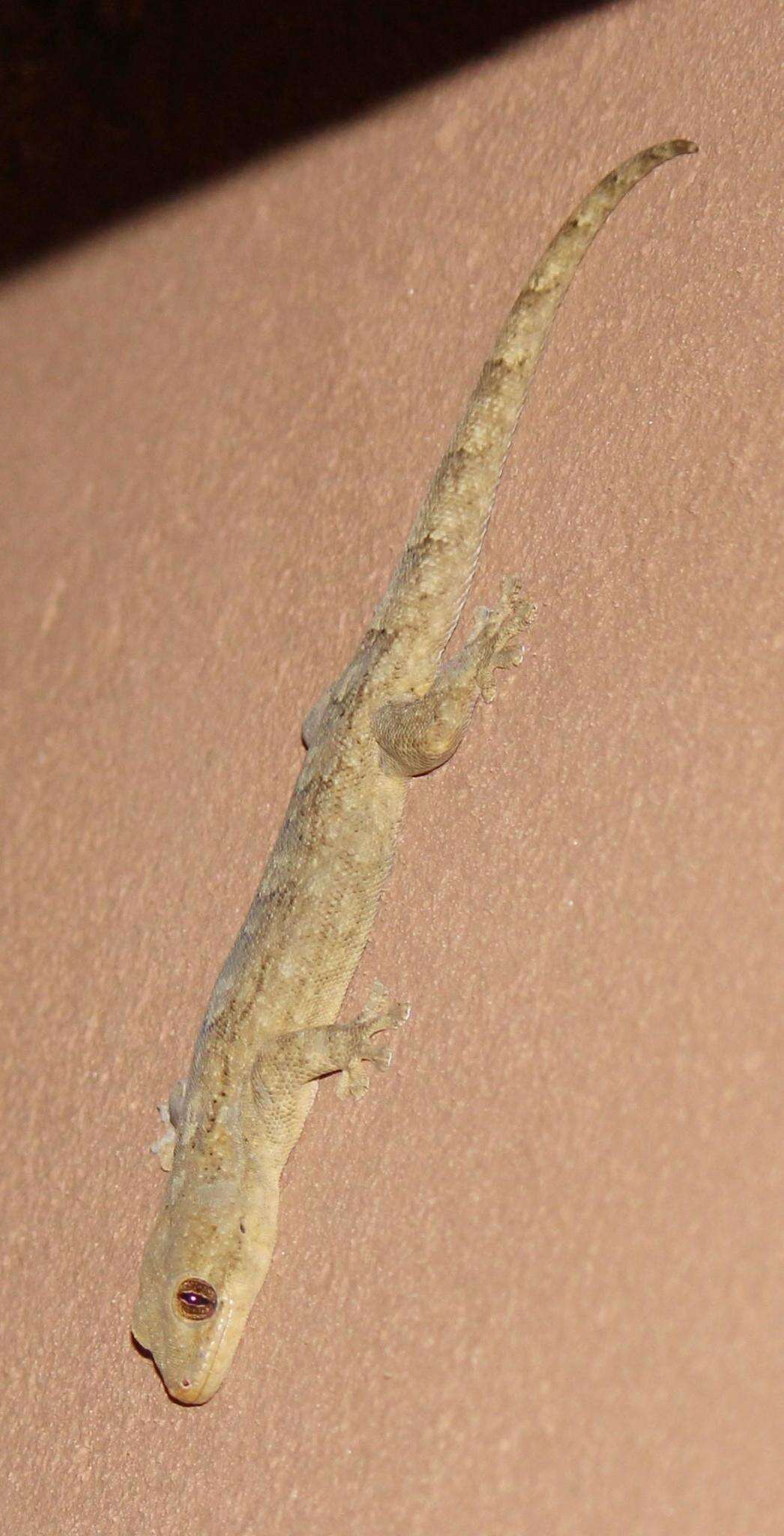 Image of Wahlberg's Velvet Gecko