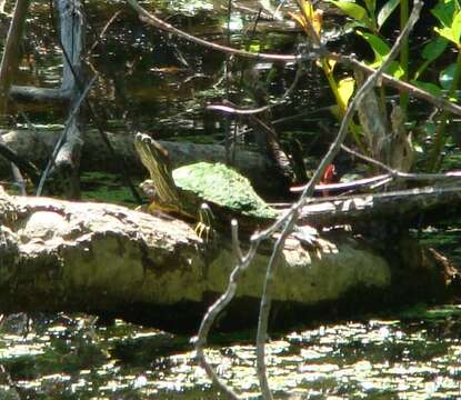 Image of slider turtle, red-eared terrapin, red-eared slider