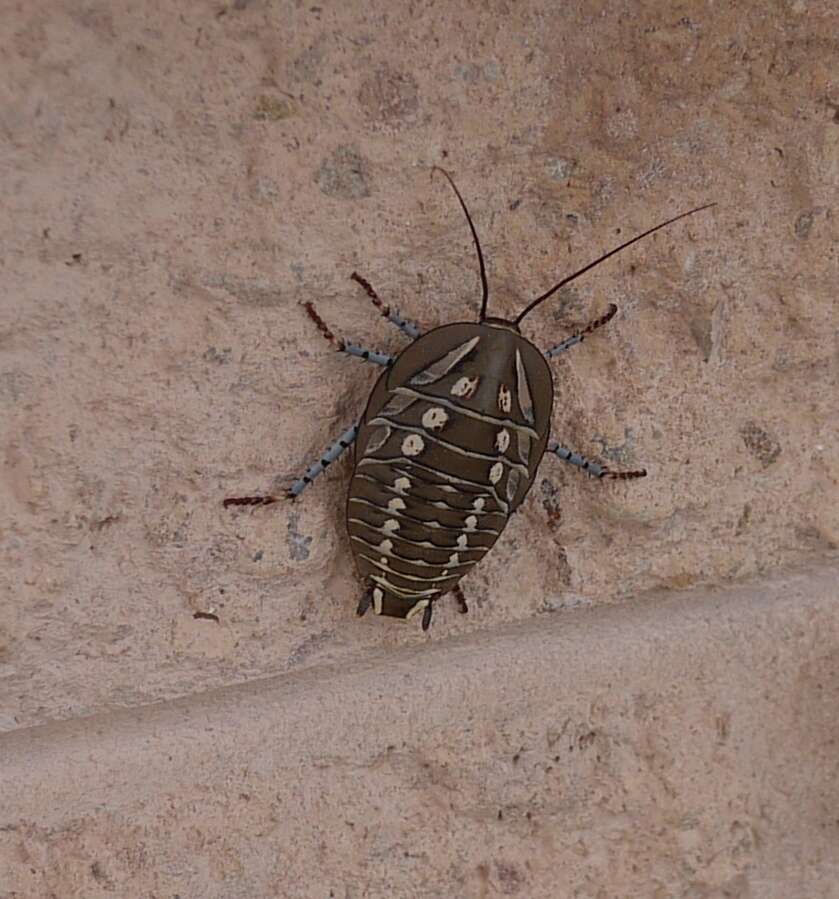 Image of Mardi Gras Cockroach