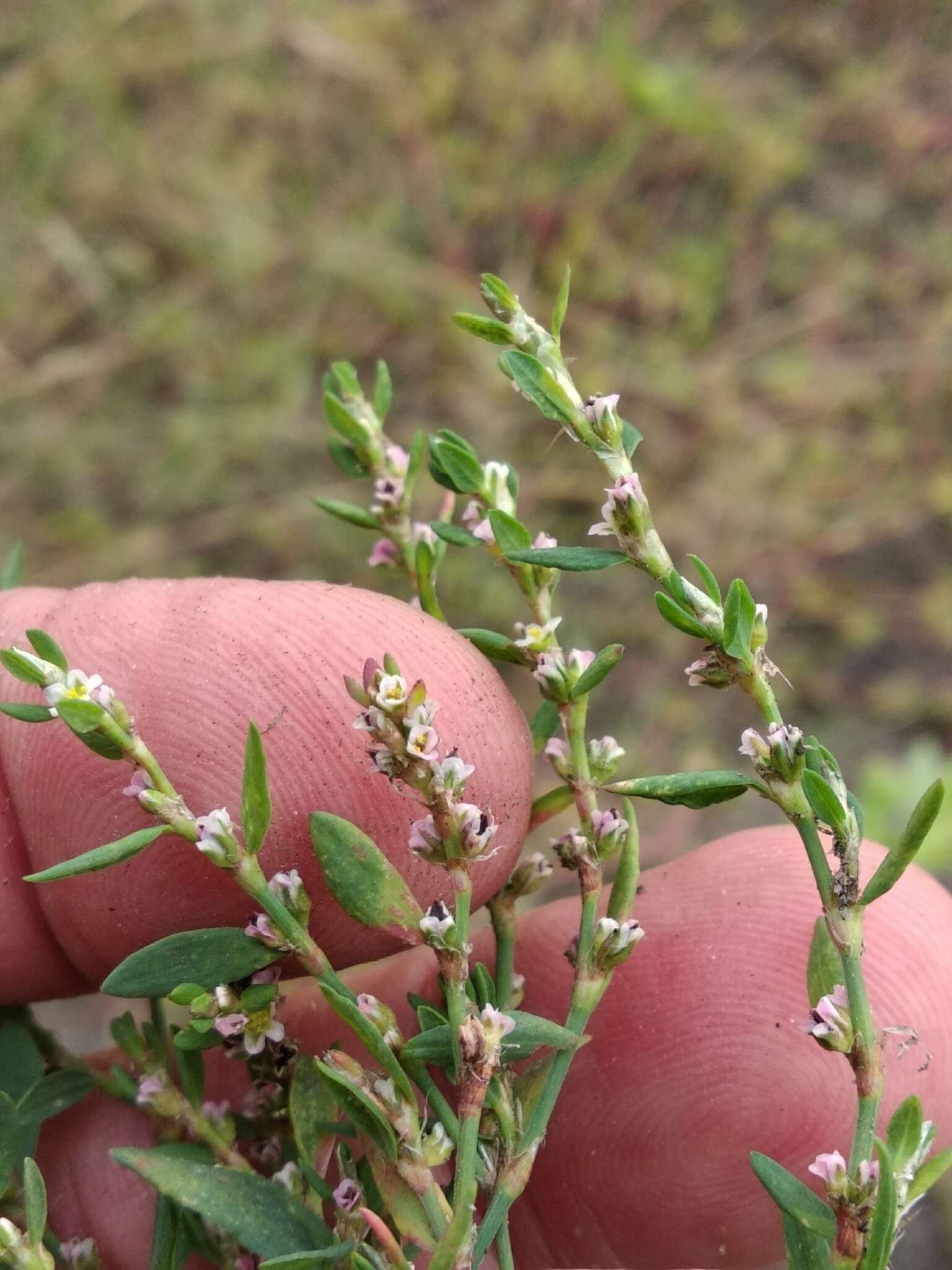 Image of Polygonum aviculare subsp. neglectum (Besser) Arcangeli